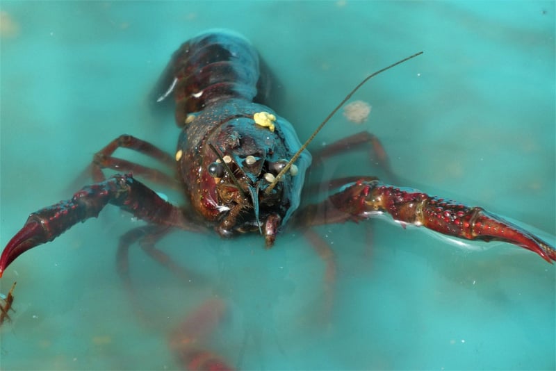 Lobster