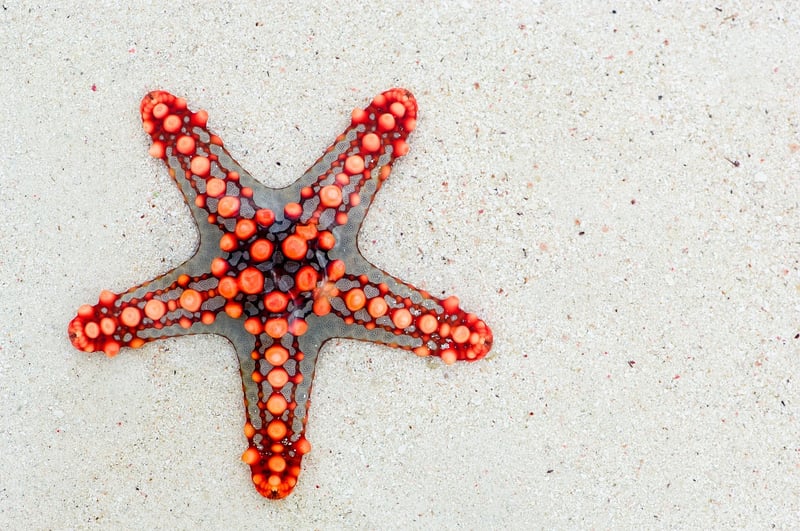 Starry Accessories